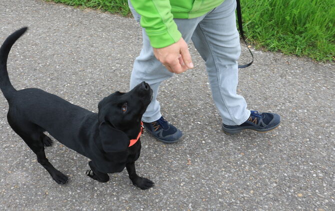 Hund Hundeführerschein symbol symbolbild symbolfoto