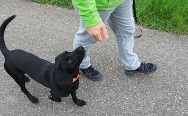 Hund Hundeführerschein symbol symbolbild symbolfoto