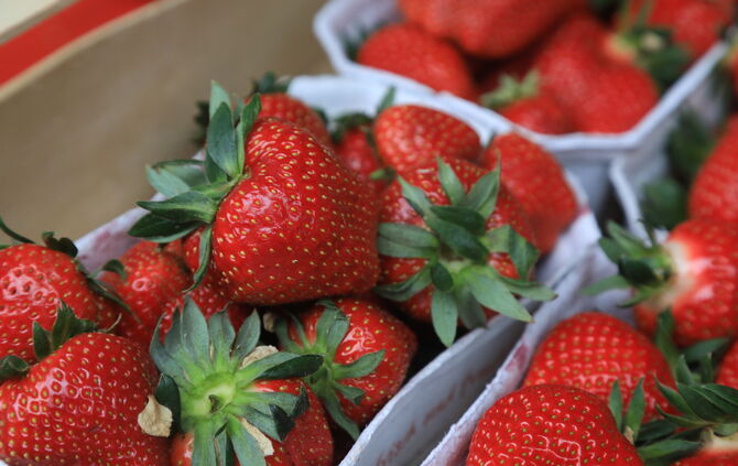 Erdbeeren