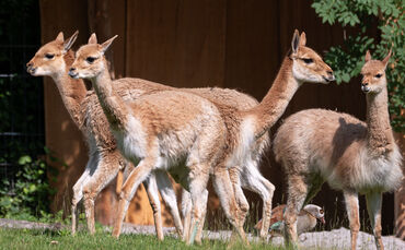 kw24c-vikunjas-neu-in-der-wilhelma-02 - 1