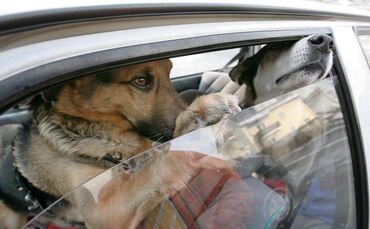 Hitze Auto Hund symbol symbolbild symbolfoto