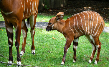 kw25a-zuchterfolg-bei-den-bongos-2