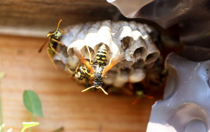 Wespen Wespennest Wespe symbol symbolbild symbolfoto