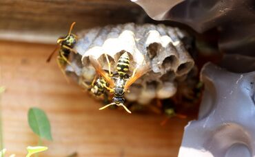 Wespen Wespennest Wespe symbol symbolbild symbolfoto