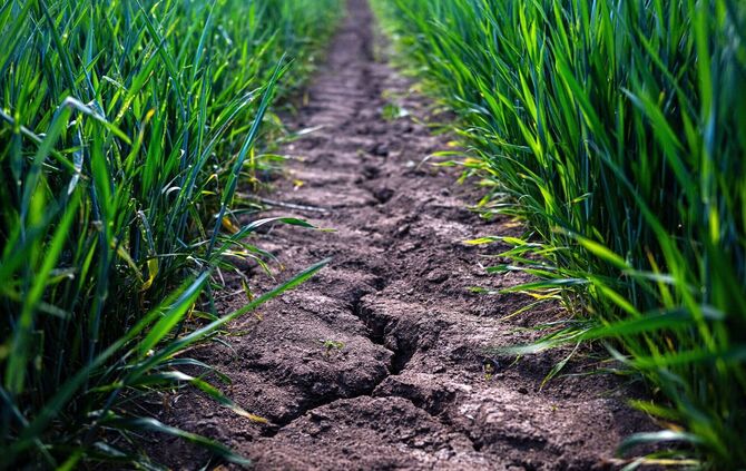 Trockenheit in der Landwirtschaft