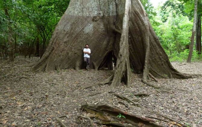 Baumringe erzählen von veränderten Niederschlägen im Amazonas
