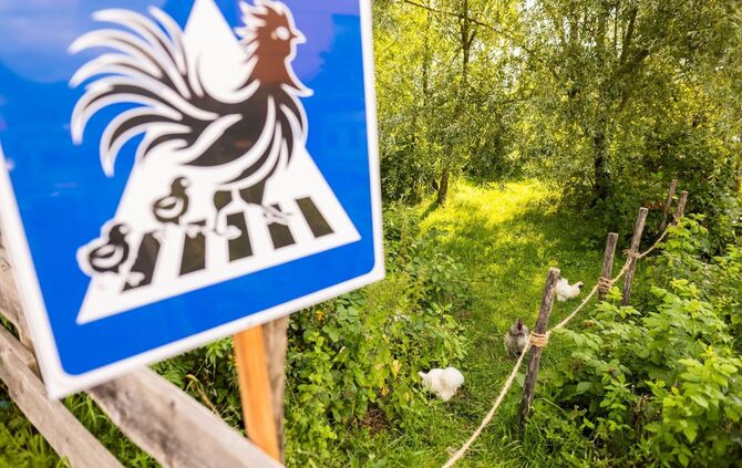 Badener baut mobilen Zebrastreifen für seine Hühner
