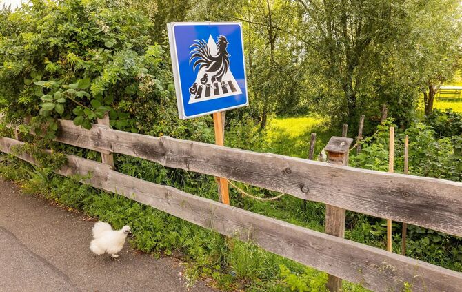 Badener baut mobilen Zebrastreifen für seine Hühner
