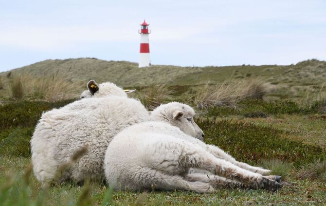 Schafe auf Sylt