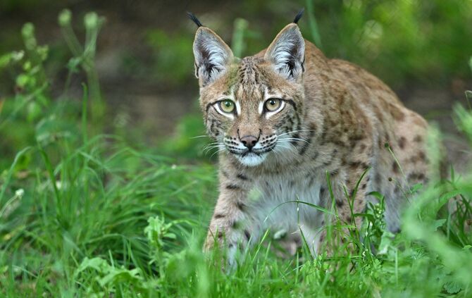 Luchs
