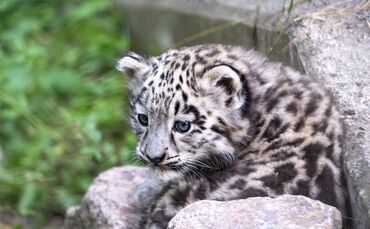 kw25d-nachwuchs-beim-geist-der-berge-bild-01 - 1