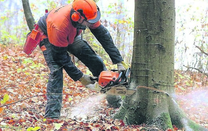 Im Herbst ist das Hauptgeschäft der Waldarbeiter Baumfällarbeiten.