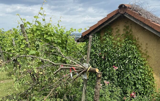 Fellbach Bäume beschädigt - 1 - 1