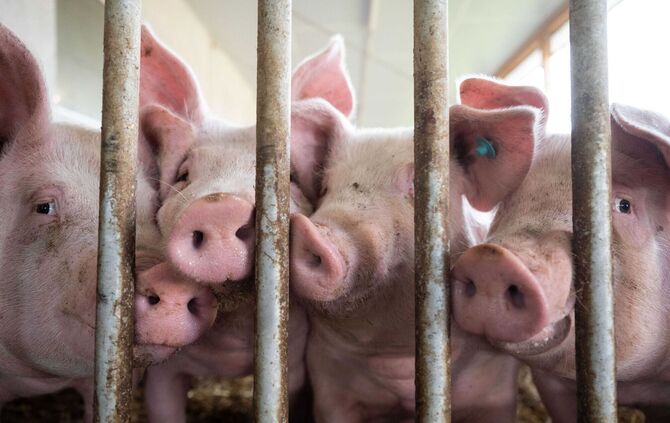 Schweine