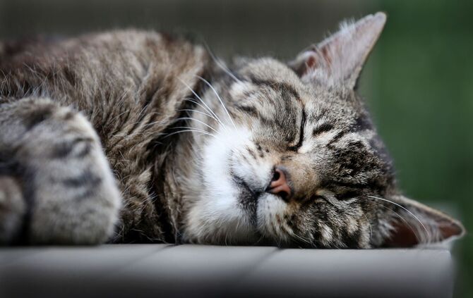 Schlafende Katze