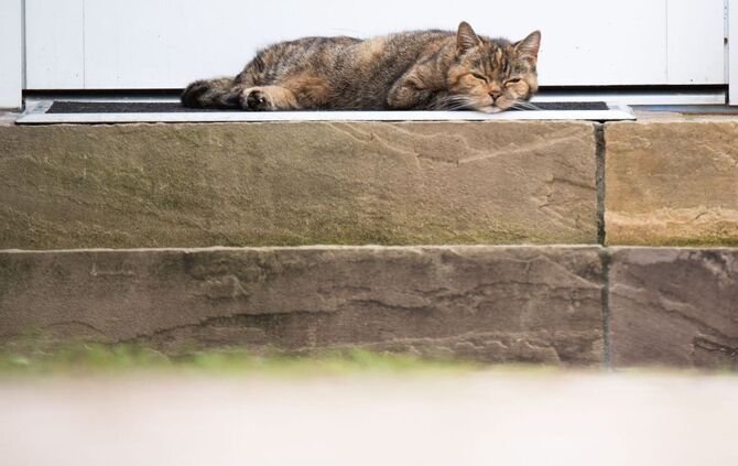 Schlafende Katze