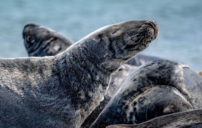 Kegelrobben-Bestand im Wattenmeer