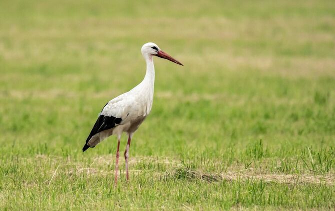Storch