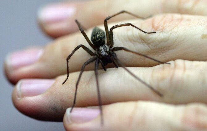 KINA - Isst man im Schlaf Spinnen?
