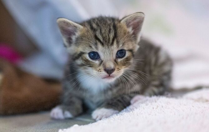 Katze