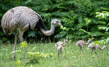 Kükenparade bei den Nandus