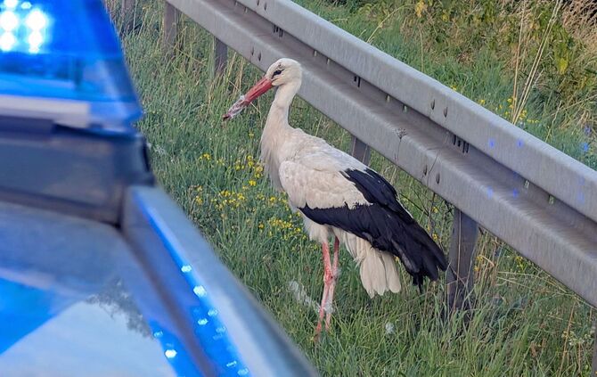 Polizei rettet Storch