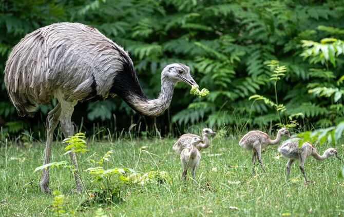 Nandu-Küken in der Wilhelma