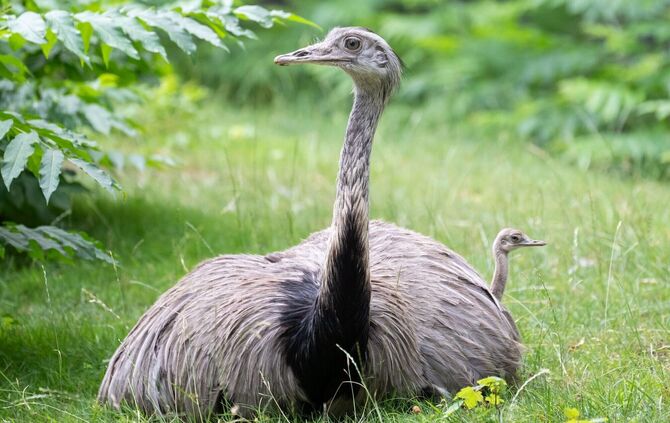 Nandu-Küken in der Wilhelma