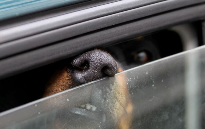 Ein Hund steckt in einem Auto seine Nase durch einen Spalt.