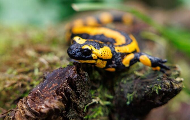 Feuersalamander