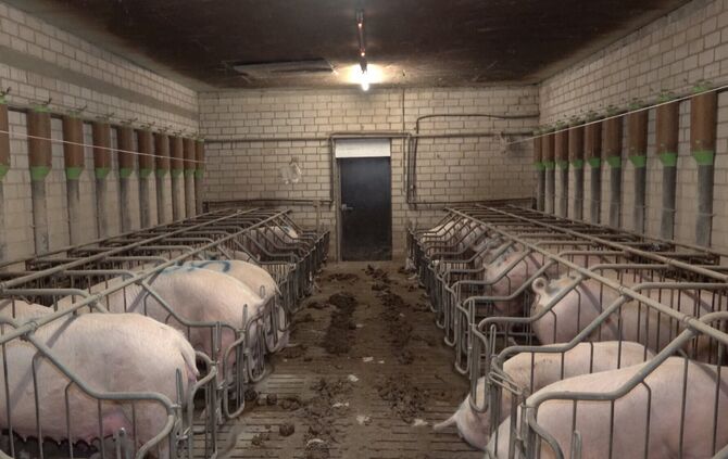 Haltungsform 3 Schweinestall