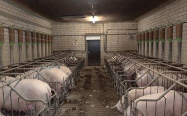 Haltungsform 3 Schweinestall