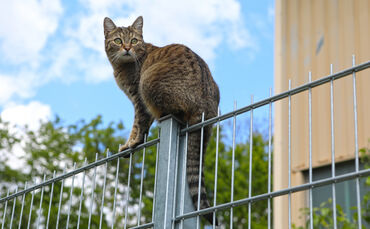 Katze Symbol Symbolfoto