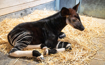 Wilhelma Stuttgart Okapikalb
