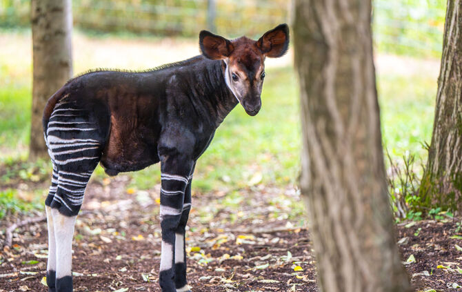 Okapikalb Wilhelma Stuttgart