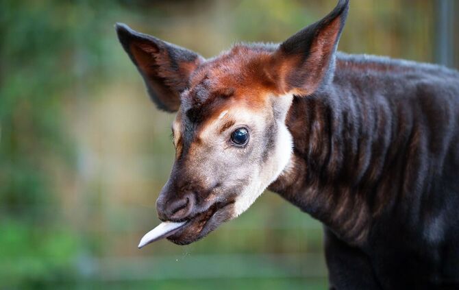 Okapi-Nachwuchs in der Wilhelma