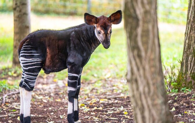 Okapi-Nachwuchs in der Wilhelma