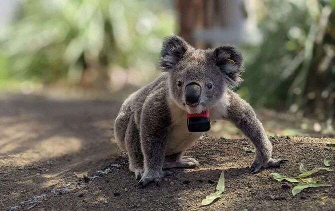 Koalas