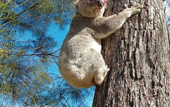 Koalas