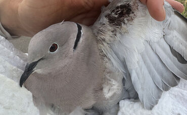 2025-07-07-taube-angeschossen-fellbach-8468-c-peta-d