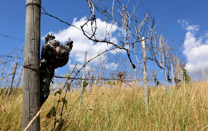 brachliegende Weinberge