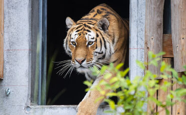 Die ersten Schritte  von Amurtiger Amazar auf seine neue Außenanlage.