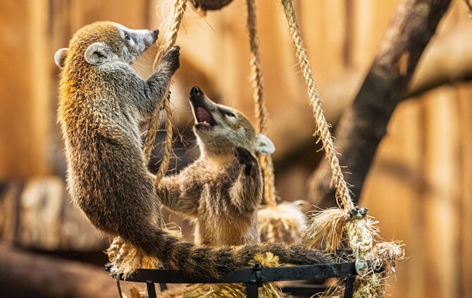 Nachwuchs bei den Weißrüssel-Nasenbären im Opel-Zoo