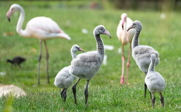 Nachwuchs bei den Rosaflamingos in der Wilhelma (5)