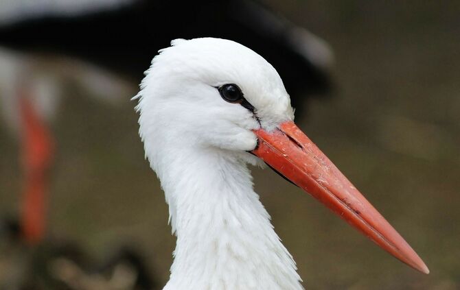 Storch Weißstorch Vogel Tier