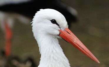 Storch Weißstorch Vogel Tier