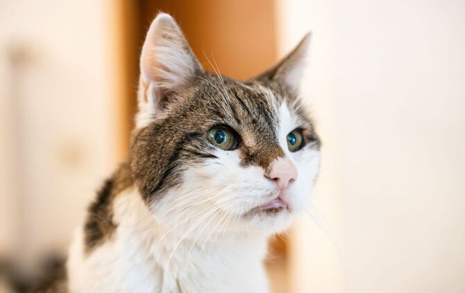 Ein Kater