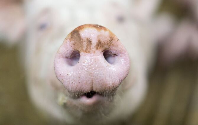 Schwein