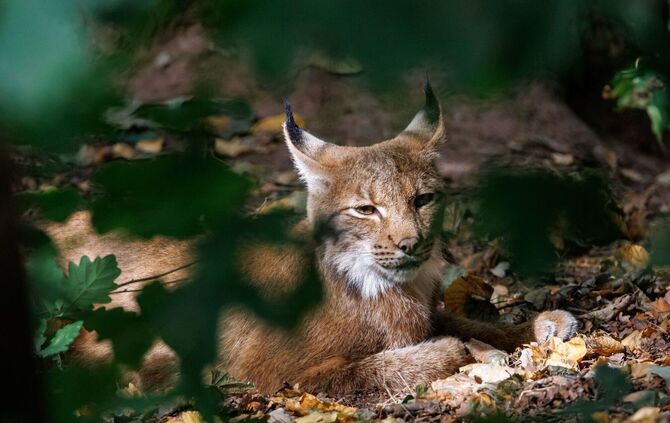 Luchs