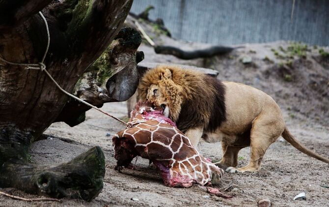 Löwe im Zoo bekommt Giraffe als Mahlzeit